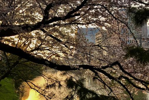 夕暮れどきの桜と川 夕暮れどきの桜と川 春,桜,夕暮れどきの写真素材