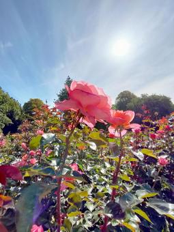 庭園のバラ2 庭園のバラ2 バラ,満開,オーガニックの写真素材