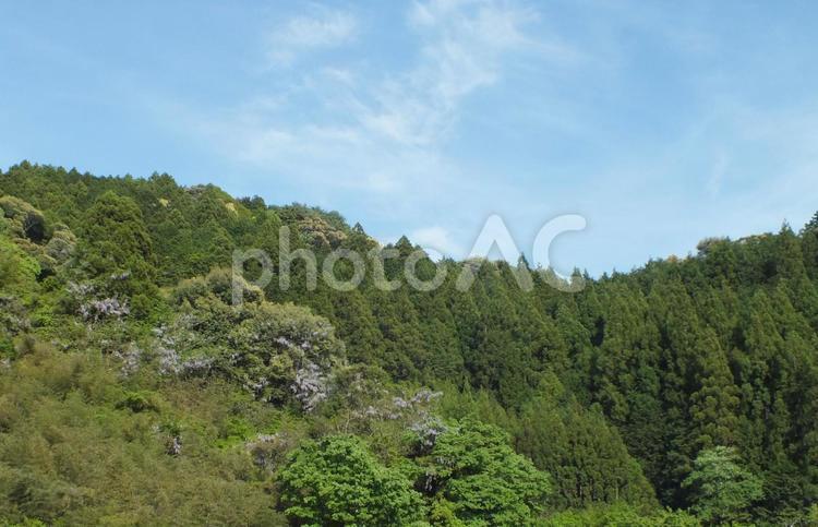 野生の藤の花が満開の春の山 山,藤,藤の花の写真素材