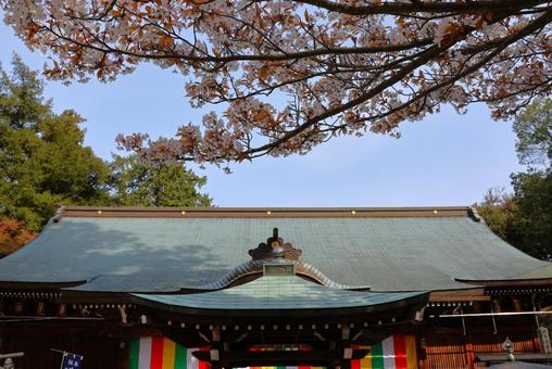4月上旬の四国八十一番霊場白峯寺の桜の花 4月上旬の四国八十一番霊場白峯寺の桜の花 背景,桜,花の写真素材