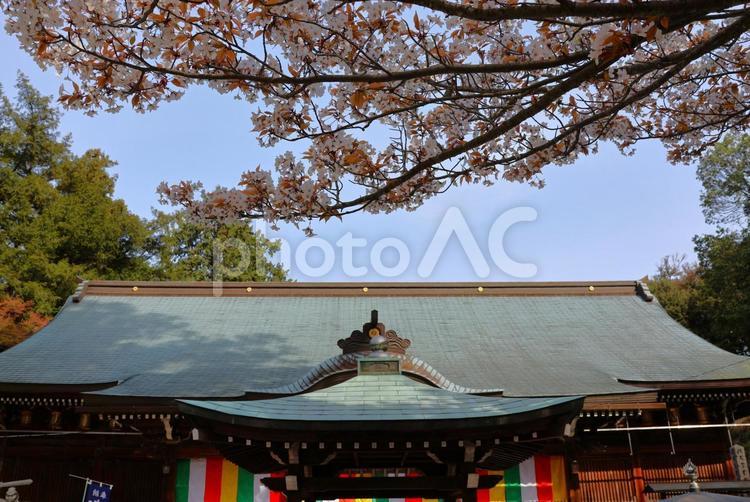 ４月上旬の四国八十一番霊場白峯寺の桜の花 背景,桜,花の写真素材