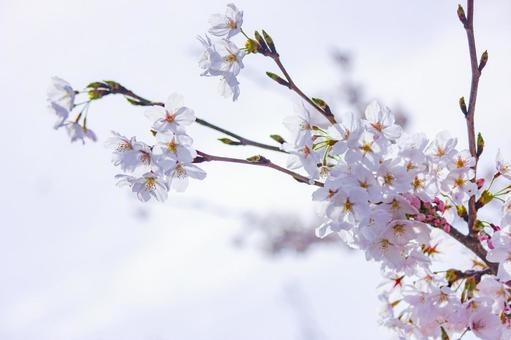 桜11 桜,花びら,美しいの写真素材
