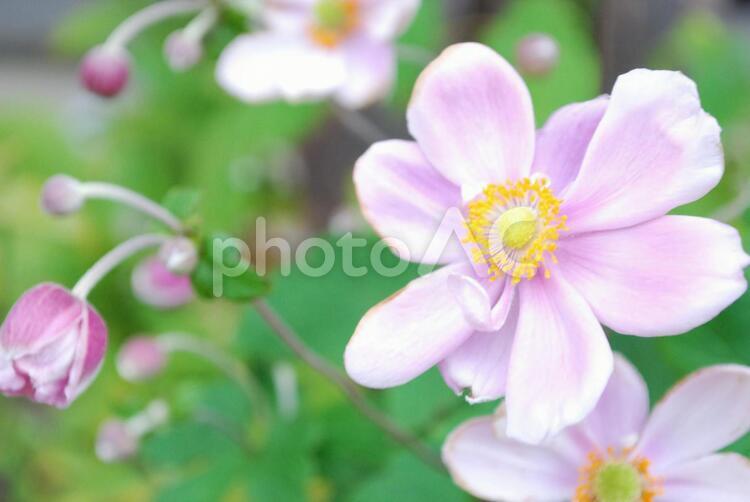 ピンクのシュウメイギク 花,シュウメイギク,秋明菊の写真素材
