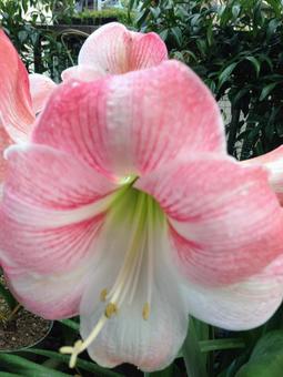 お花 お花の写真