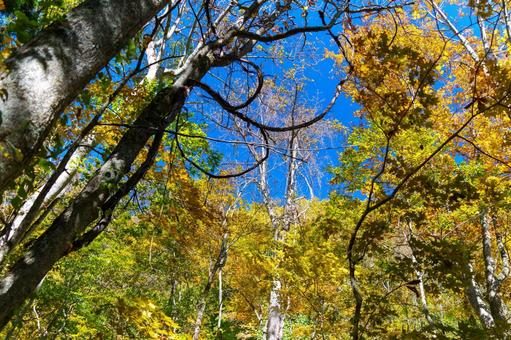 奥入瀬の紅葉 奥入瀬,晴れ,紅葉の写真素材