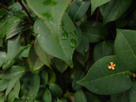 金木犀：右下（小さ目）の写真