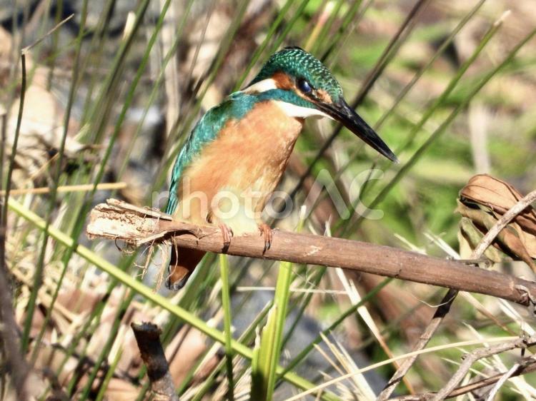 魚を狙うカワセミ 鳥,野鳥,カワセミの写真素材