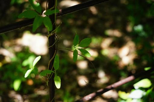 Young leaves of vines and sunlight filtering through the trees, JPG Young leaves of vines and sunlight filtering through the trees, JPG
