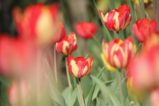 Tulip flowers, JPG Tulip flowers, JPG
