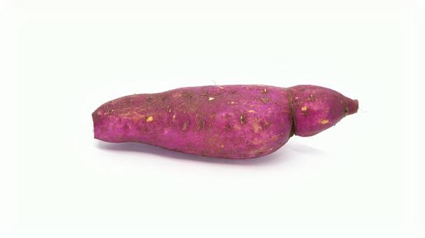 サツマイモ(甘藷) サツマイモ(甘藷) サツマイモ,甘藷,野菜の写真素材