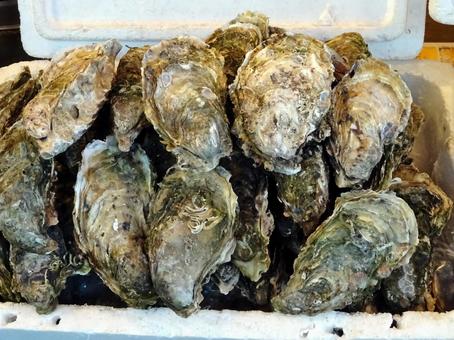 カキ カキ 牡蠣,二枚貝,魚屋の写真素材