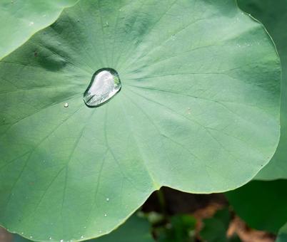 蓮の葉に光る雨の雫 蓮の葉に光る雨の雫の写真