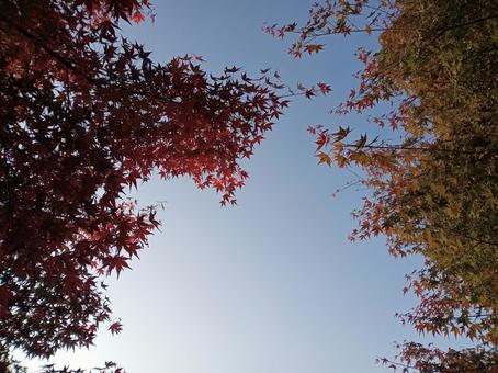 色づき始めたもみじ もみじ,秋,紅葉の写真素材