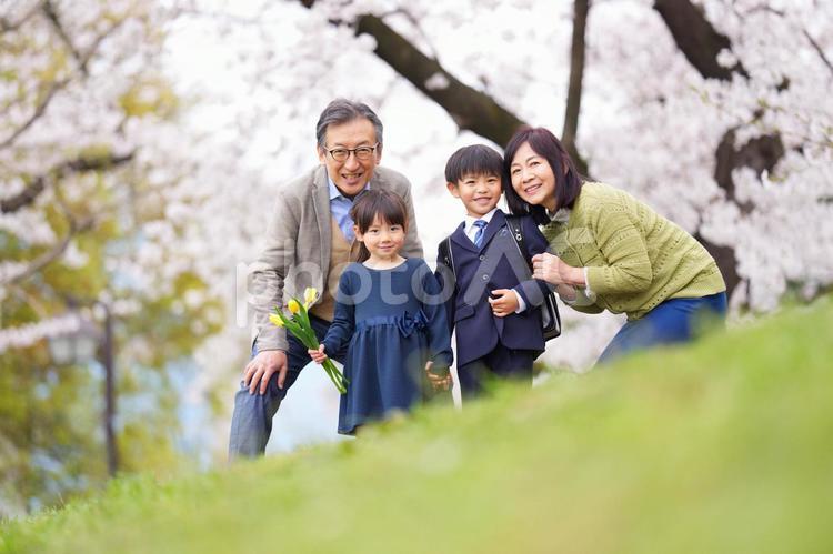 桜の前で手を繋いでいる兄妹とおじいちゃんおばあちゃん 男の子,女の子,兄妹の写真素材