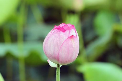 蓮の花 蓮の花の写真