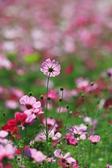 コスモス畑 コスモス,こすもす,こすもす畑の写真素材