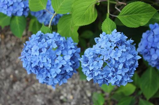 Hydrangea 111, JPG Hydrangea 111, JPG