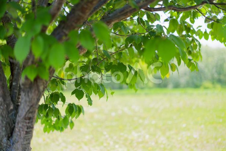 新緑が美しい公園 帯広の森,新緑が美しい公園,緑の写真素材