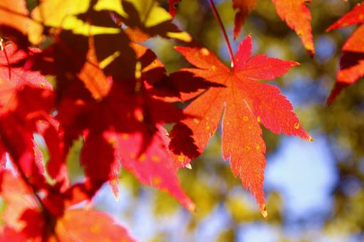 紅葉のアップ 赤い葉 秋の風景 紅葉のアップ 赤い葉 秋の風景の写真