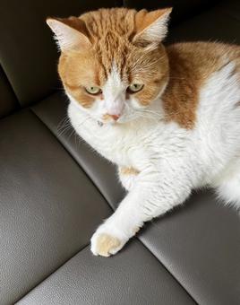 猫 猫の写真