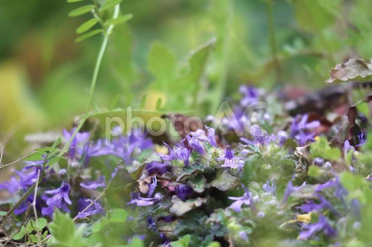紫の野花 春,自然,群生の写真素材