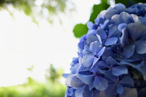 Blue hydrangeas wrapped in light, JPG