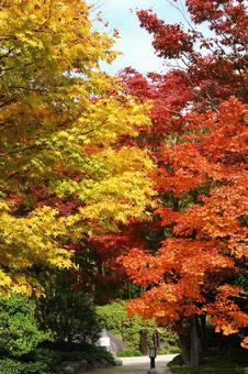 彩り紅葉 彩り紅葉の写真