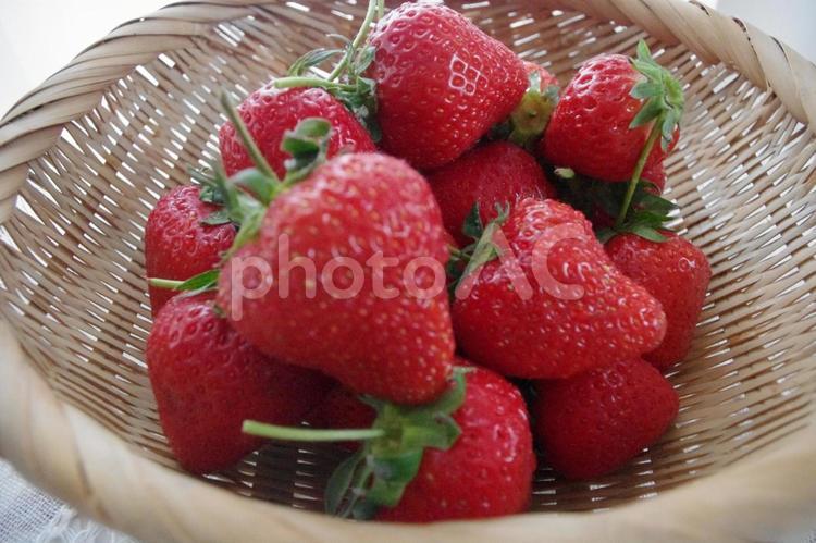 かごにたっぷり摘みたていちご(アップ) イチゴ,苺,篭もりの写真素材