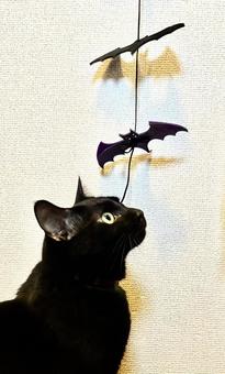 ろく ろく 黒猫,猫,ハロウィンの写真素材