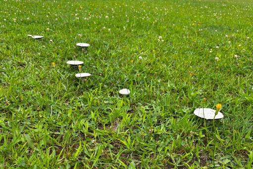 雨あがりに突然白いきのこが2 雨あがりに突然白いきのこが2の写真