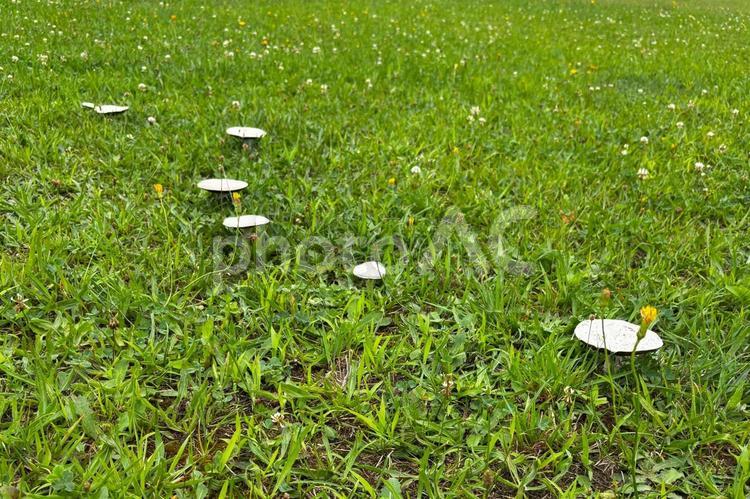 雨あがりに突然白いきのこが2 きのこ,白,大きいの写真素材