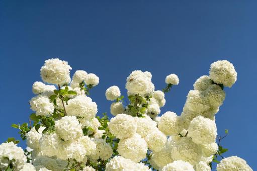 青空に咲く白い花の群れ⑤ 青空に咲く白い花の群れ⑤ 花,白い花,青空の写真素材