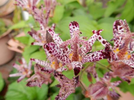 【花の写真】ホトトギス（杜鵑草）の写真