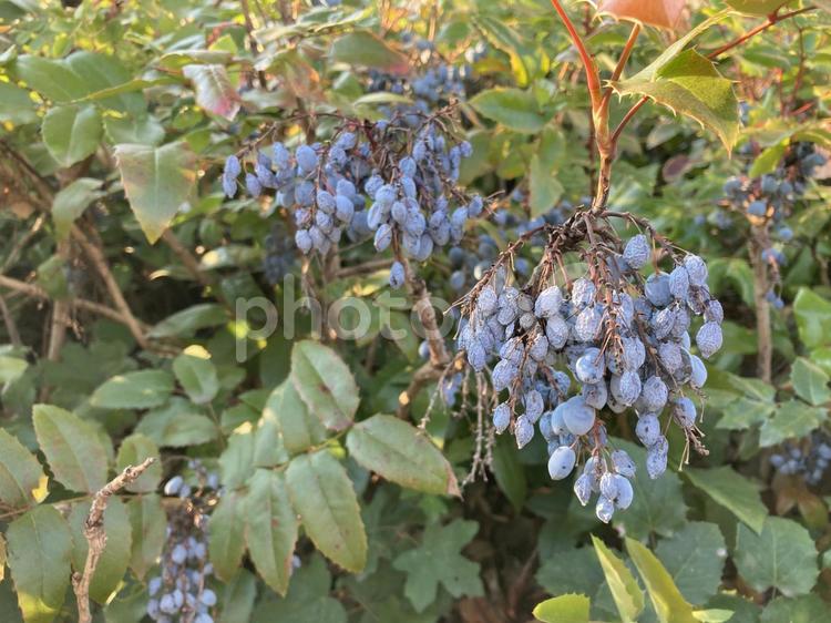 青い実がなった植物 実,植物,葉の写真素材