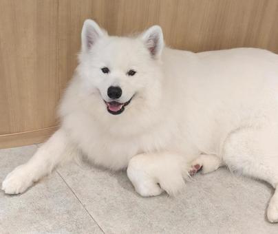 真っ白 サモエド2 真っ白 サモエド2 犬,屋内で,動物の写真素材