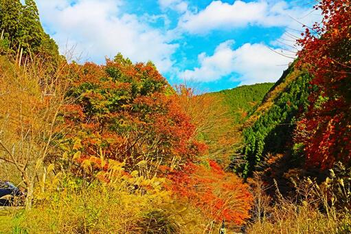 紅葉 紅葉の写真