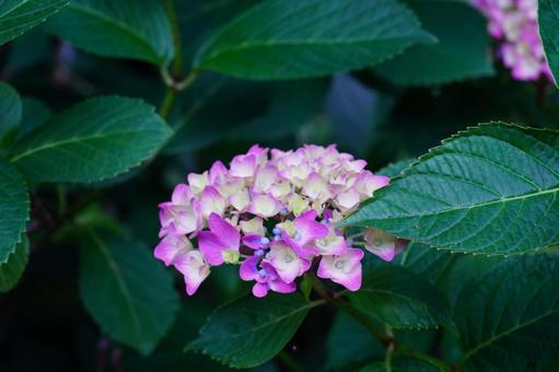 Hydrangea flowers, JPG