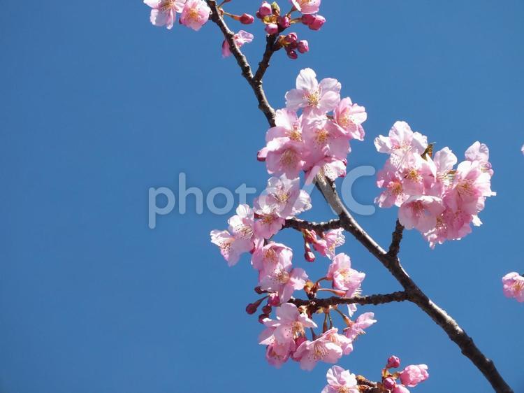 ２月の冷たい空とカワヅザクラ 河津桜,カワヅザクラ,桜の写真素材