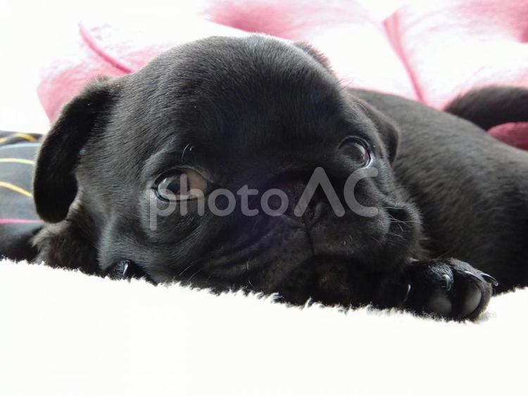 黒ぱぐ　福澤ぴきち　 子犬,パグ,黒の写真素材