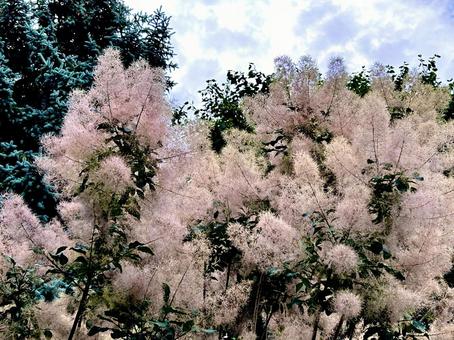 Smoke Tree, JPG Smoke Tree, JPG