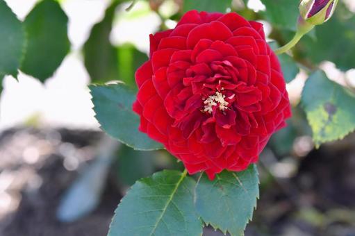 薔薇 黒蝶 薔薇 黒蝶 薔薇,黒蝶,黒赤の写真素材