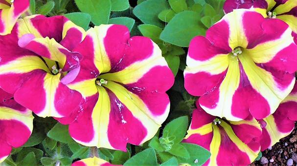 紫のお花 紫のお花の写真