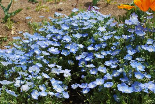 ネモフィラ畑 ネモフィラ畑の写真