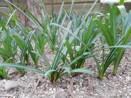 【彼岸花の写真】彼岸花の葉 彼岸花,葉,葉っぱの写真素材