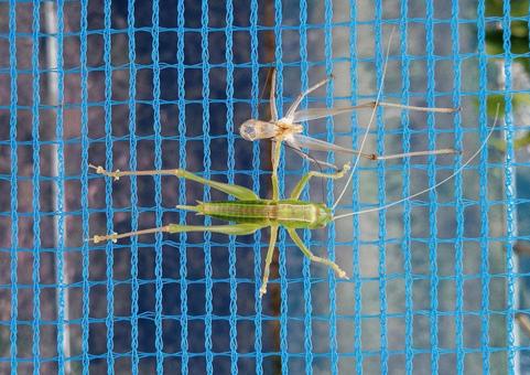 Grasshopper molting, JPG