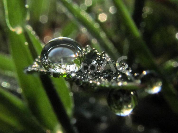 水滴と緑の葉と朝の光（Water drops） 水滴,すいてき,しずくの写真素材