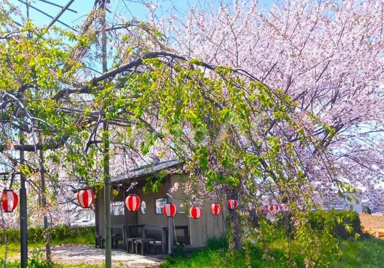 桜の花見（提灯） 桜,サクラ,花見の写真素材