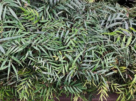 露のついた葉っぱ 露のついた葉っぱ 植物,露,雫の写真素材