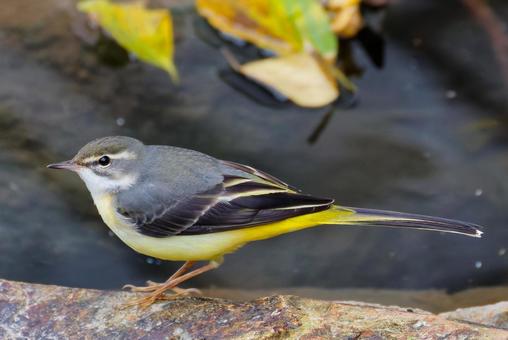 水辺を歩くキセキレイ キセキレイ,黄鶺鴒,セキレイの写真素材