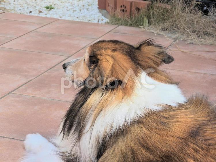 えっ！私の手形を作るの？ ペット,愛犬,犬の写真素材